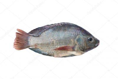 Рыба Тилапия Фото